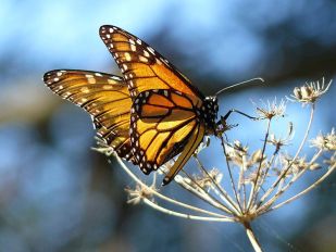Monarch_Butterfly_
