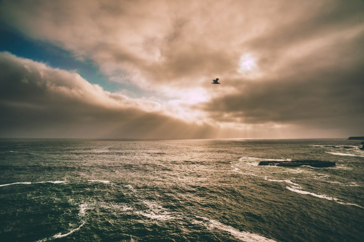 Bird flying over water from Unsplash